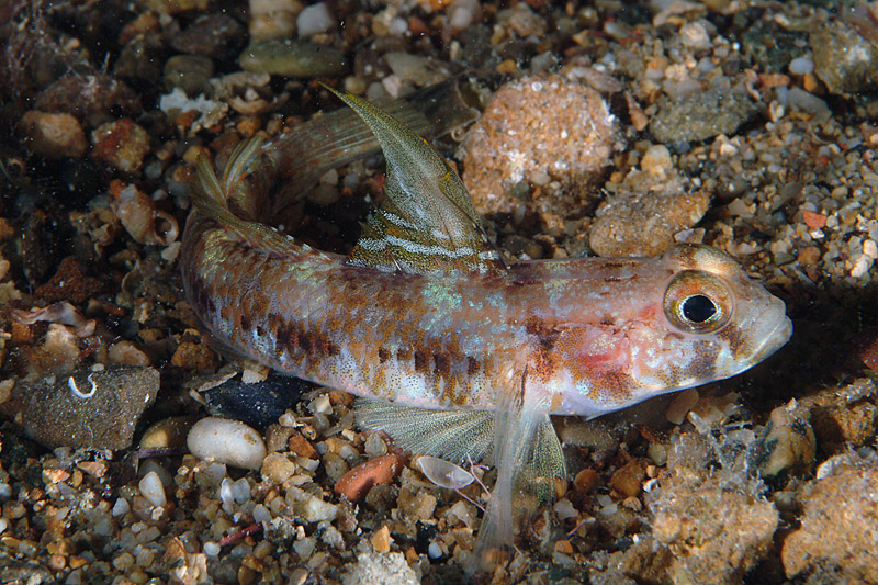 Gobius niger e Gobius roulei!!